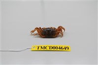 藏品(萬歲大眼蟹)的圖片